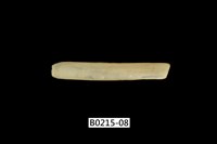 藏品(竹蟶)的圖片